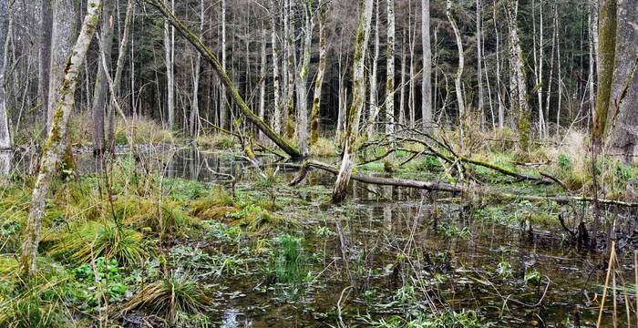 Mystische Landschaft im Biberwald - Bäume im Wasser