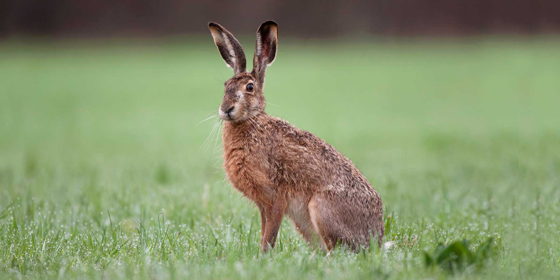 Tier des Jahres Archiv Pro Natura