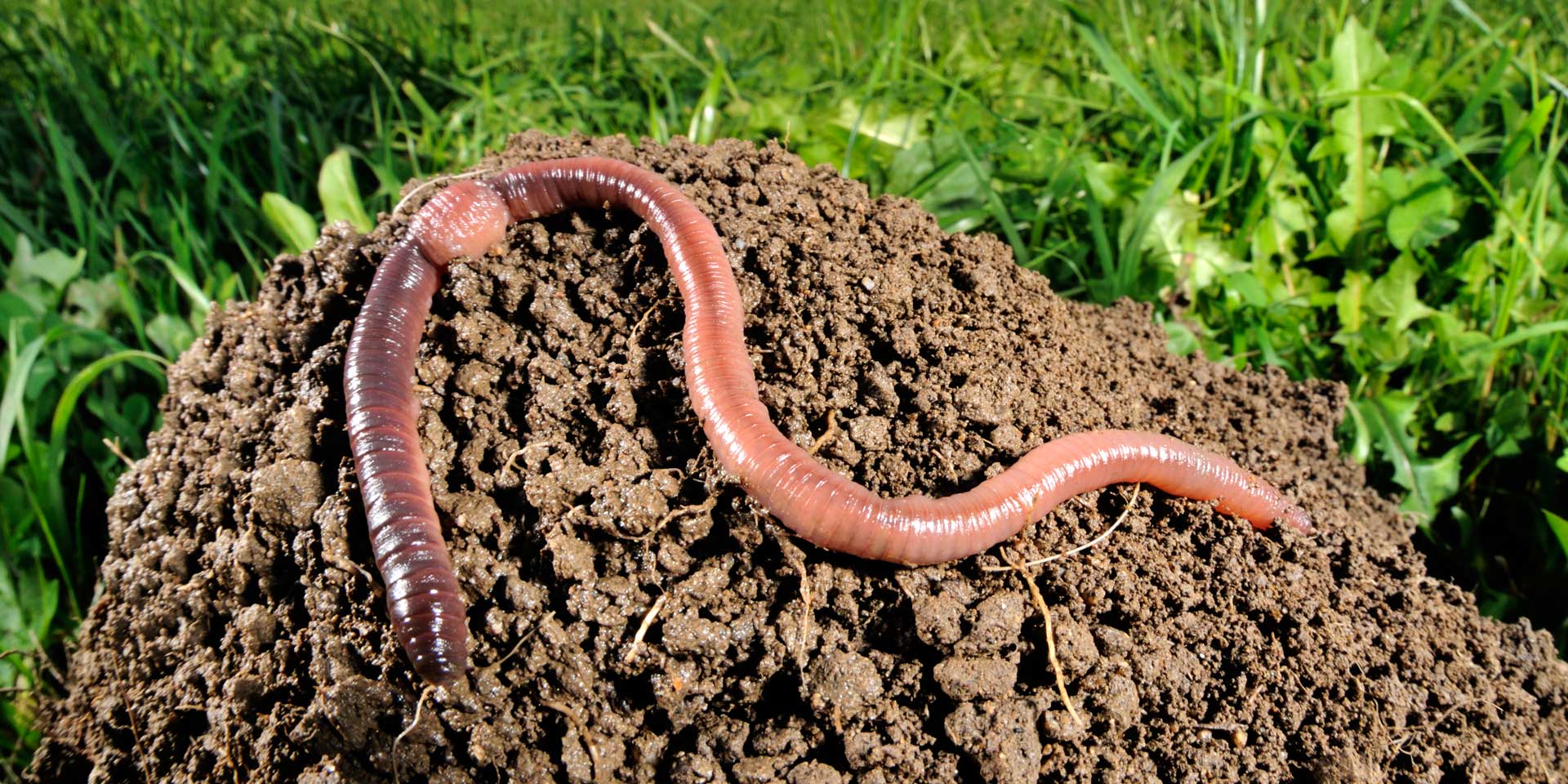 Tier des Jahres 2011 Der Regenwurm Pro Natura