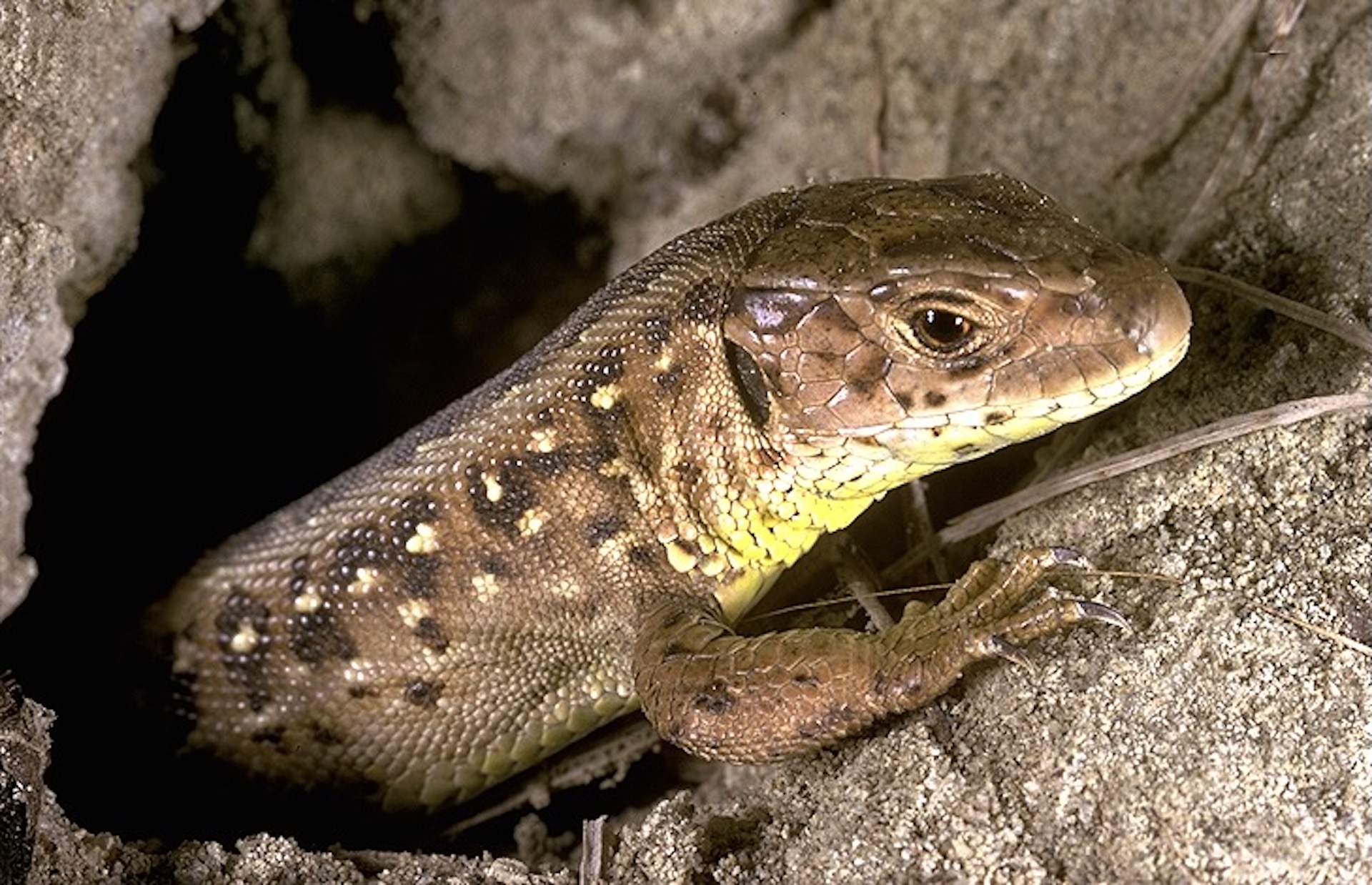 Abri de reptiles pour la diversification des carreaux de tortue