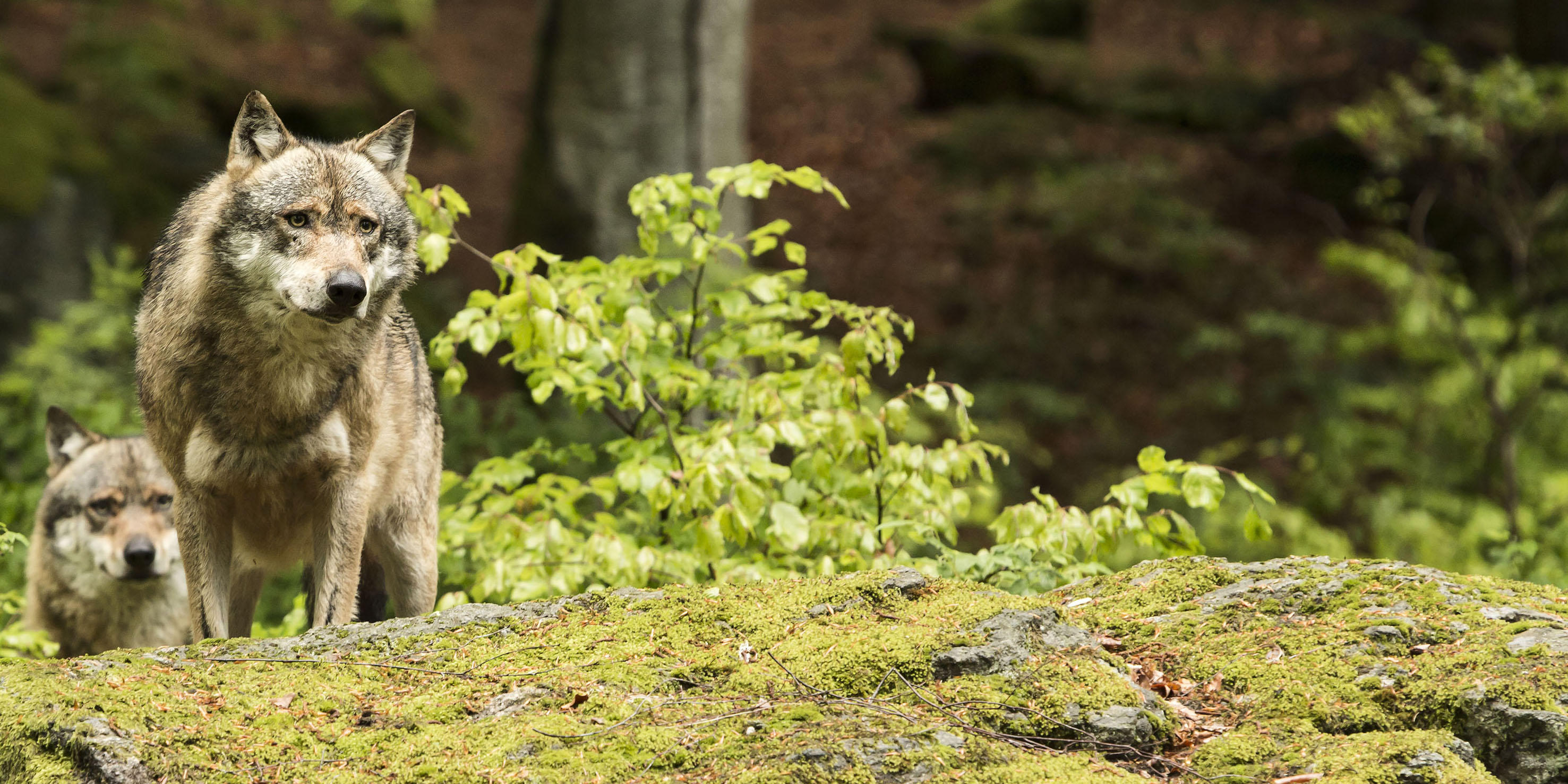 Est Un Loup Pour L homme 8 Lettres Histoire du retour du loup en Suisse (1995-2021) | Pro Natura