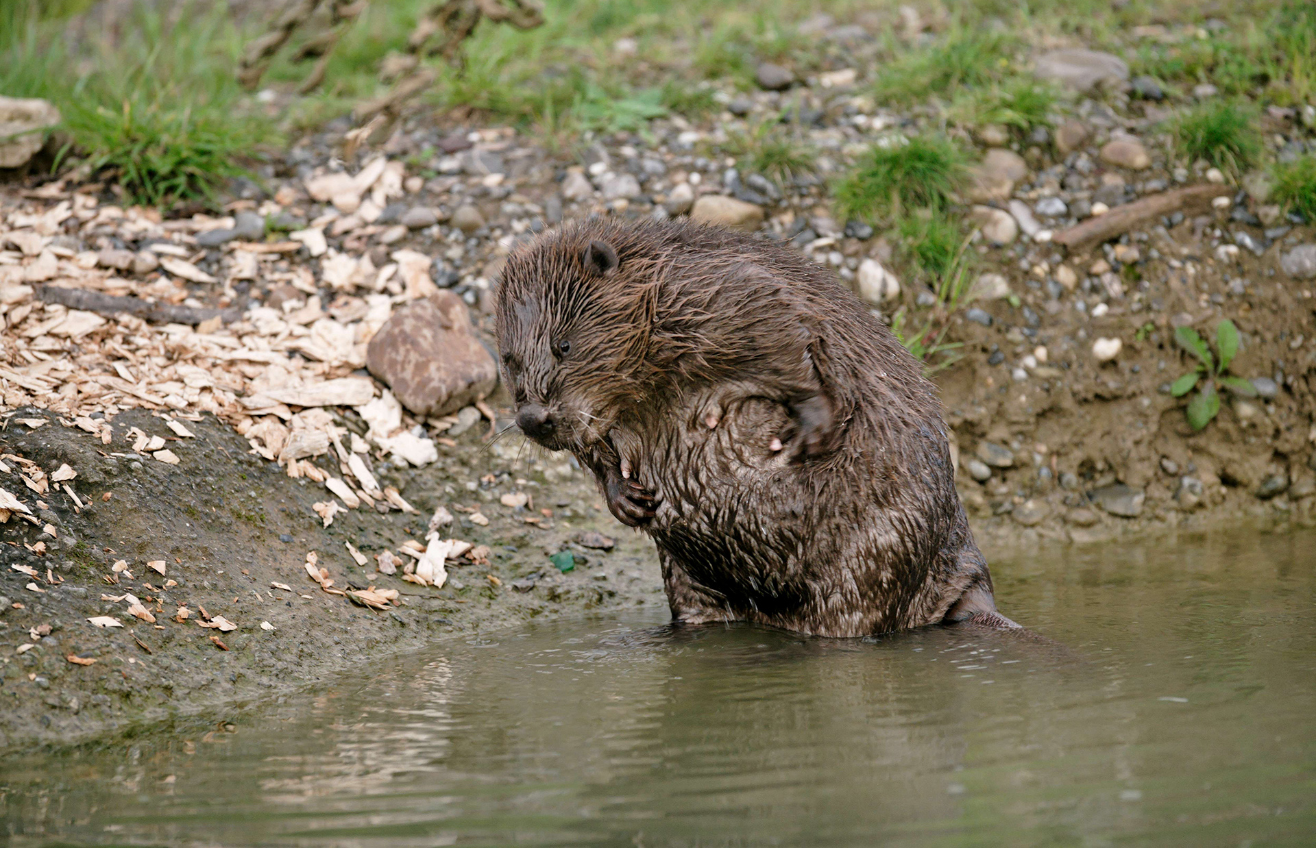 Die wichtigsten Fakten zum Biber Pro Natura
