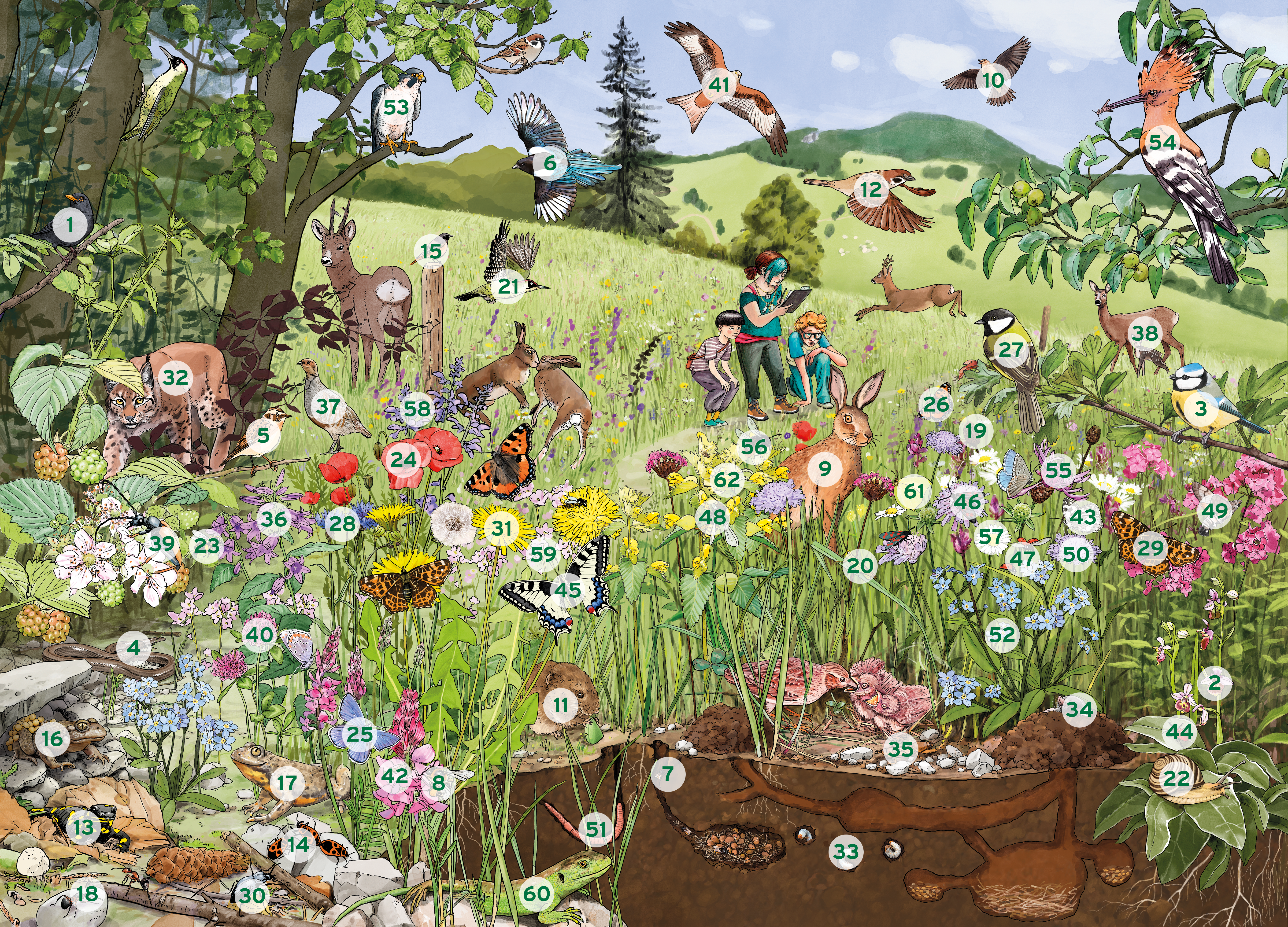 Illustration einer Blumenwiese mit Zahlen