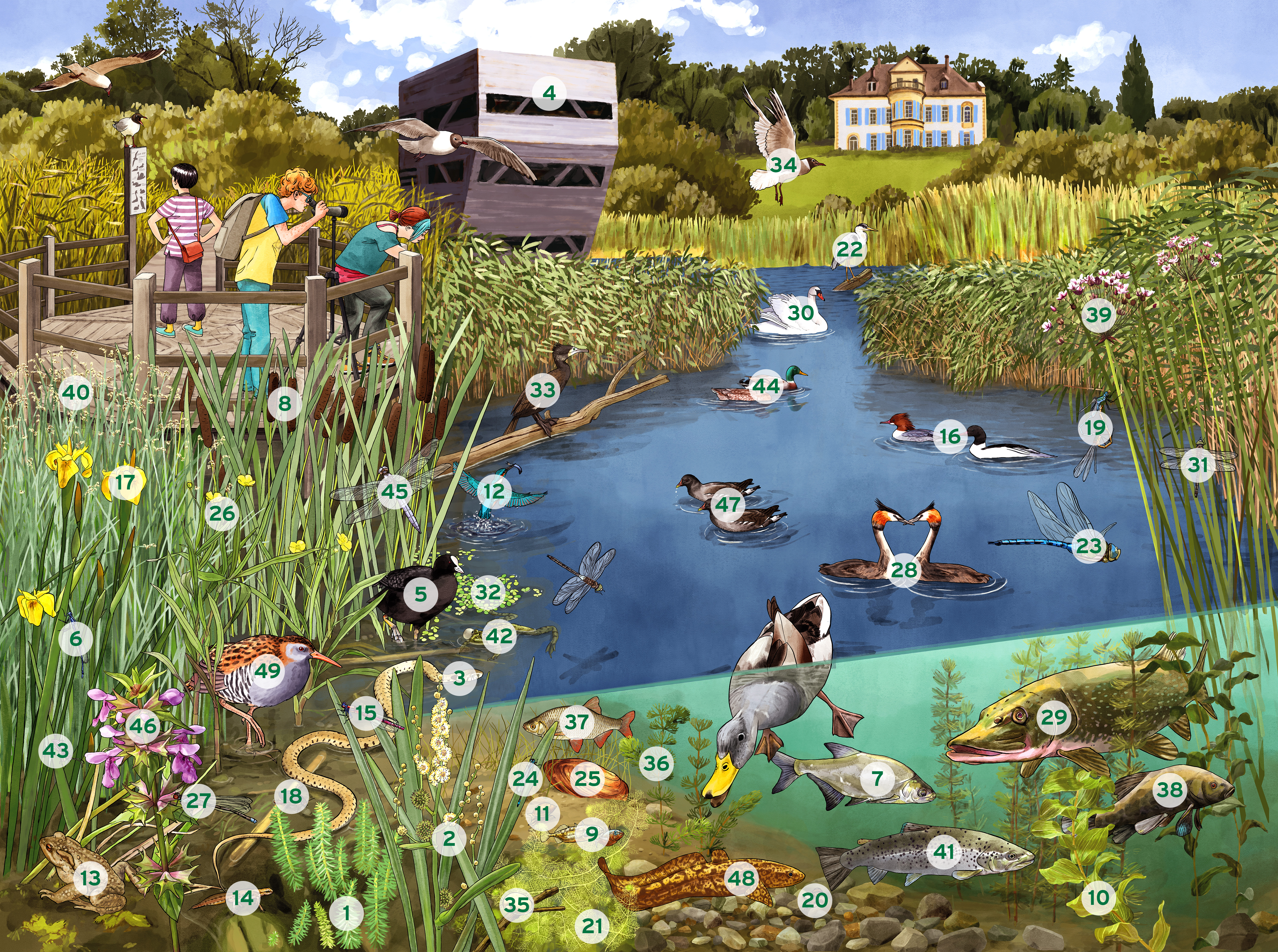 Illustration eines See-Ufers mit Zahlen