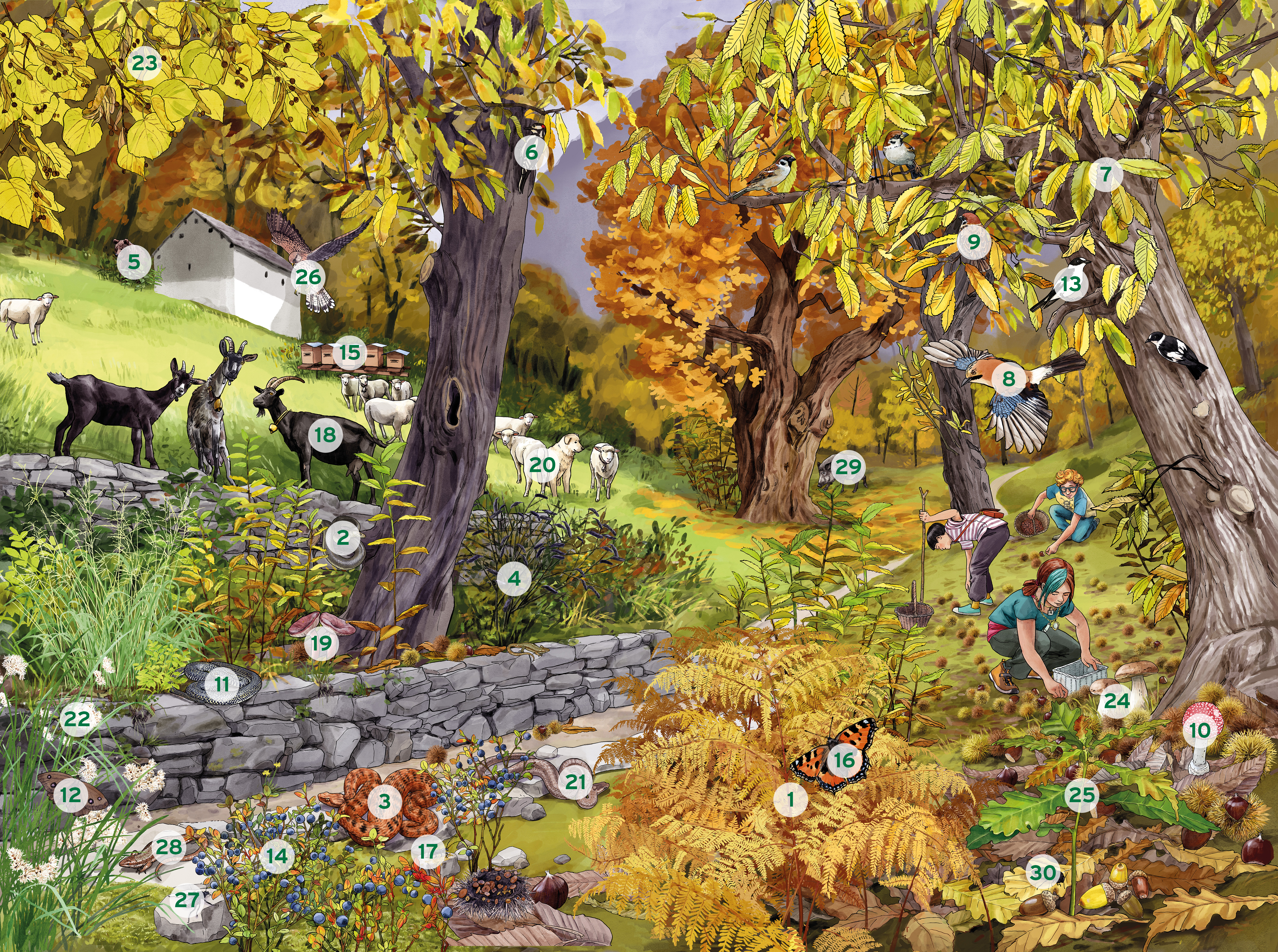 Illustration einer Kastanienselve