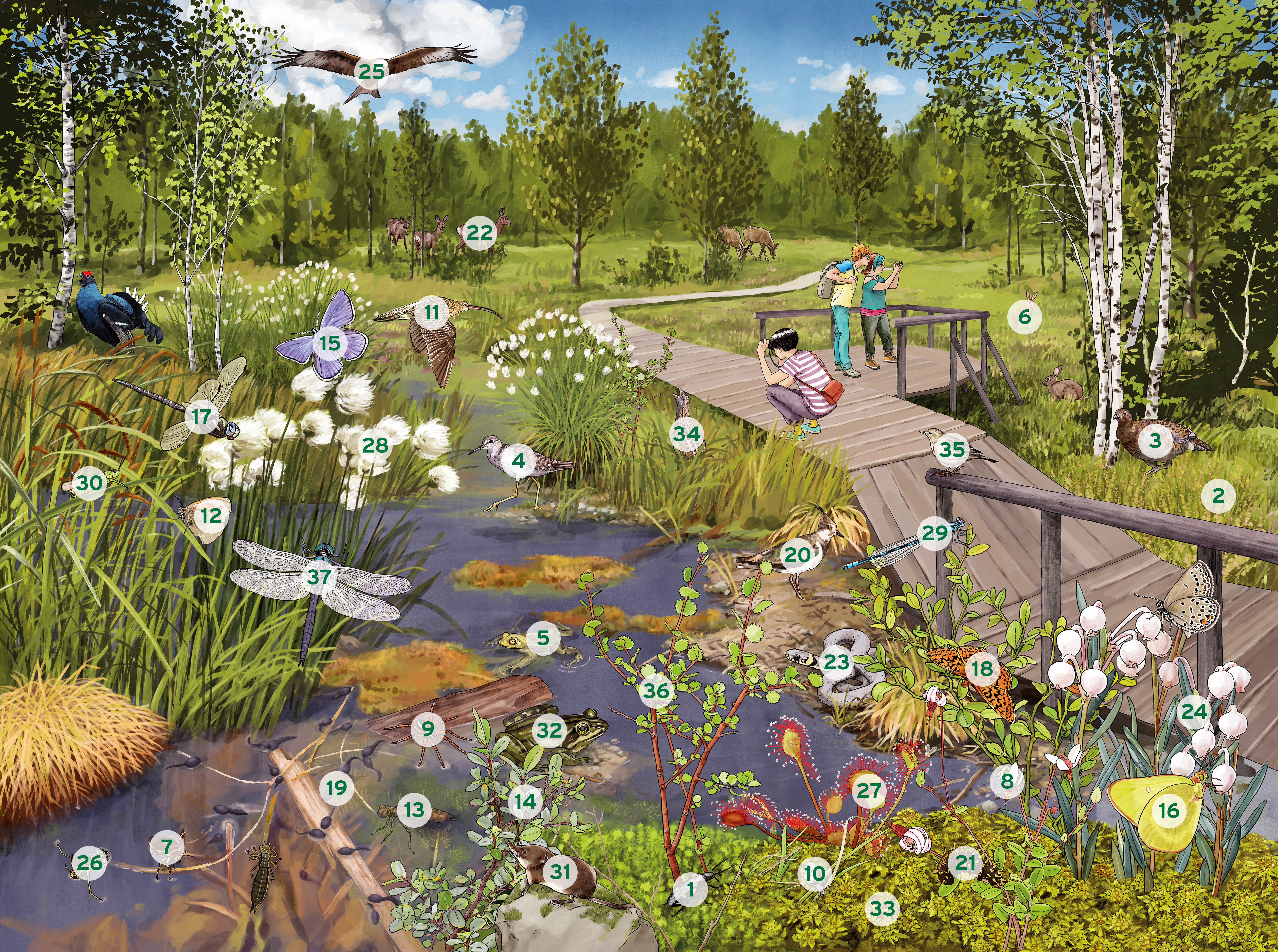 Illustration eines Hochmoors mit Zahlen