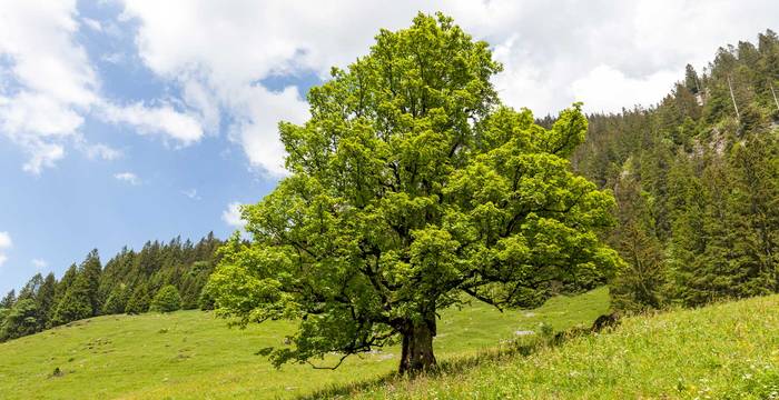 Bergahorn im Innereriz © Matthias Sorg