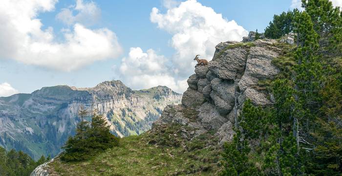 Lo stambecco, emblema di Pro Natura, non è particolarmente timido ed è facile osservarlo in natura.