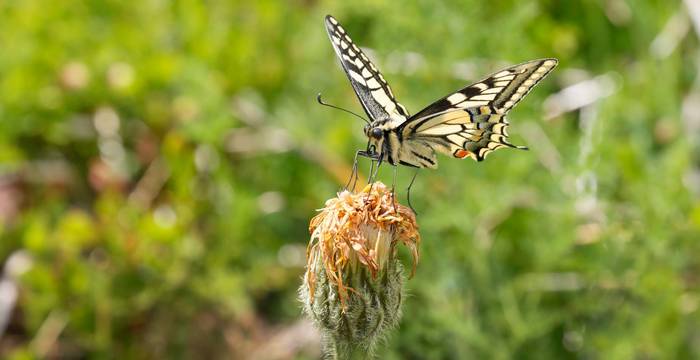 Un machaon sur un pissenlit dans une prairie fleurie