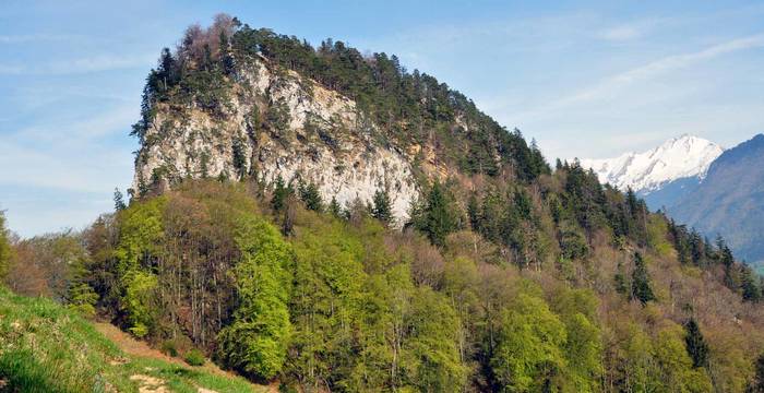 Forêt de Telli sur le Haslilhorn