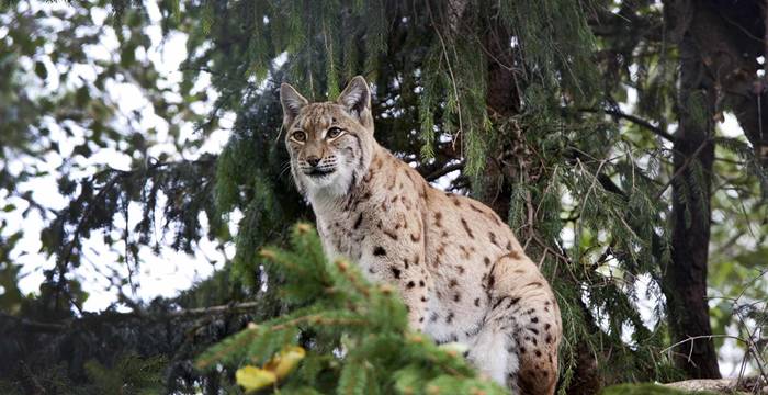 Lince nella foresta