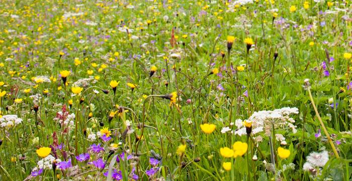 Artenreiche Blumenwiesen sind selten geworden