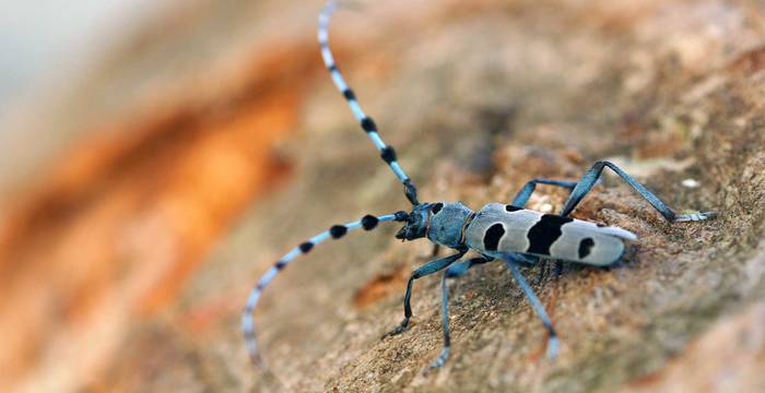 La Rosalie des Alpes est une espèce de coléoptère strictement protégée