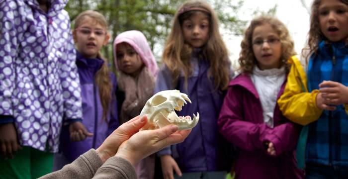 Kinder bestaunen den Schädel eines Beutegreifers