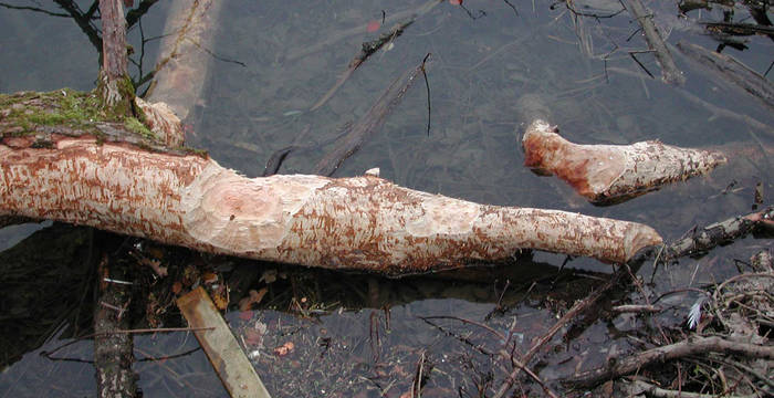 Vom Biber gefällter Baum im Wasser