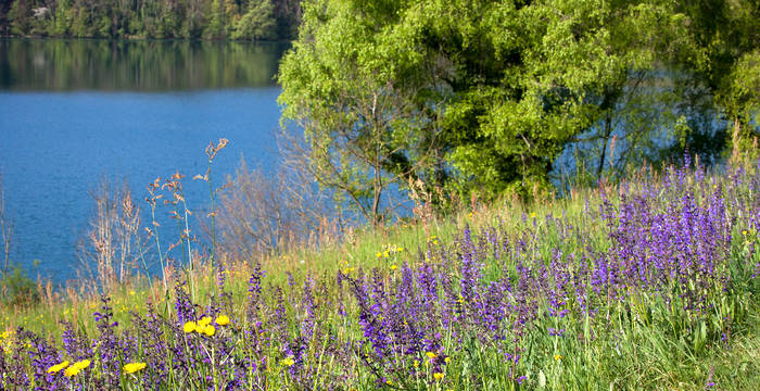 Apfelbaum am Fluss, im Vordergrund eine blühende Wiese