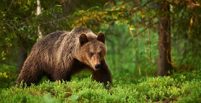 Un ours brun parmi les linaigrettes