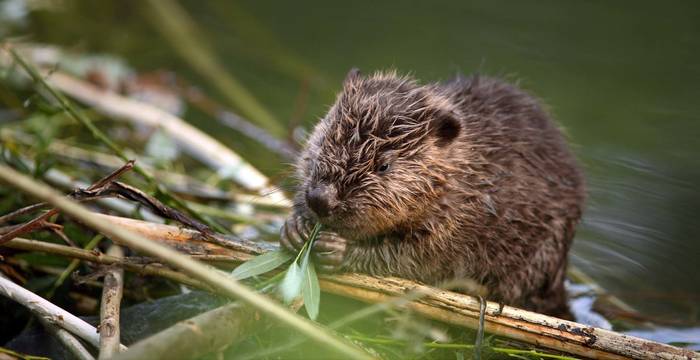 Jungbiber beim Fressen © Maurice Robaday Mair