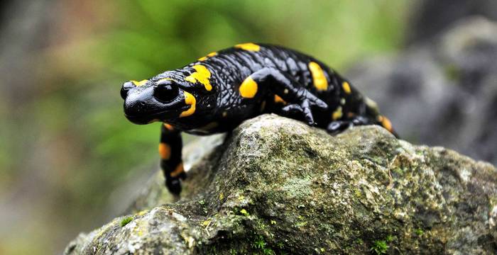 Ein Feuersalamander auf einem Stein