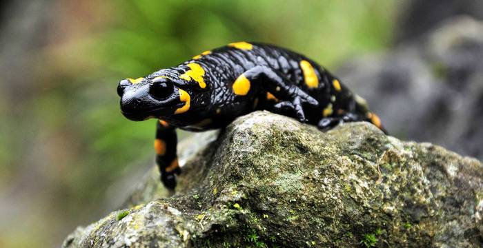 Une salamandre tachetée sur une pierre © Karl Allen Lugmayer