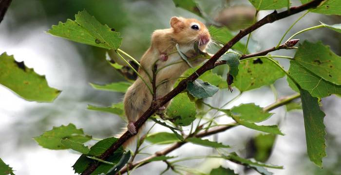 Eine Haselmaus klettert auf einen Baum