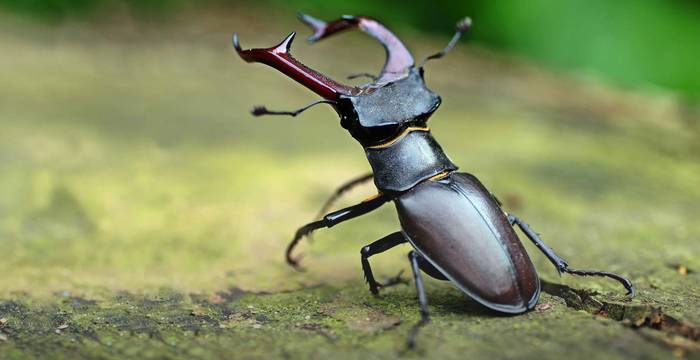 Lucane cerf-volant mâle: les mâchoires du lucane ressemblent à une ramure.