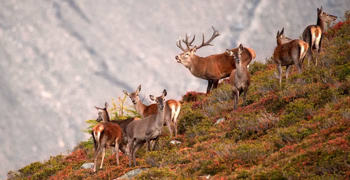 Un râle profond retentit dans la forêt lorsque ces animaux craintifs rivalisent lors du brame