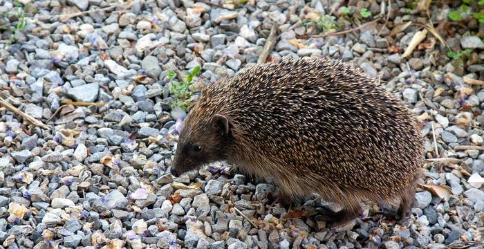 Igel auf Steinen