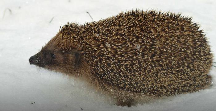 Un hérisson dans la neige