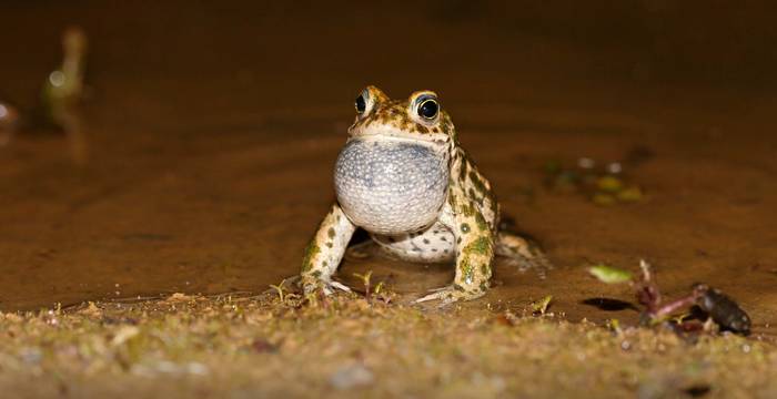 Crapaud calamite