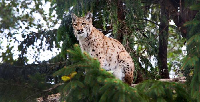 ﻿﻿Lince nella foresta © Christoph Oeschger