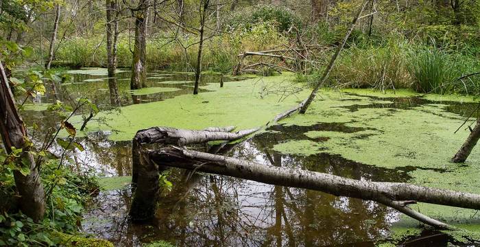 Ein umgestürzter Baum liegt im rund rund 5 ha grossen Bibersee Marthalen im Kanton Zürich 