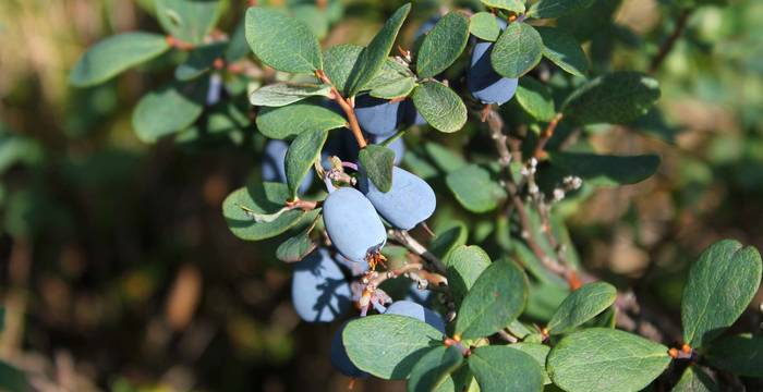 Nicht ganz harmlos: Die Rauschbeere