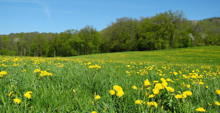 Eine blühende Wiese voller Löwenzahn © Jan Gürke