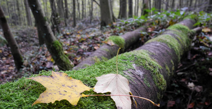 Ambiance automnale en forêt