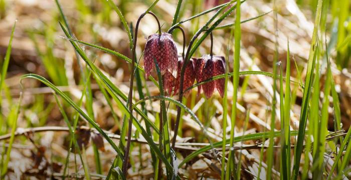 Schachblume © Urs Tester