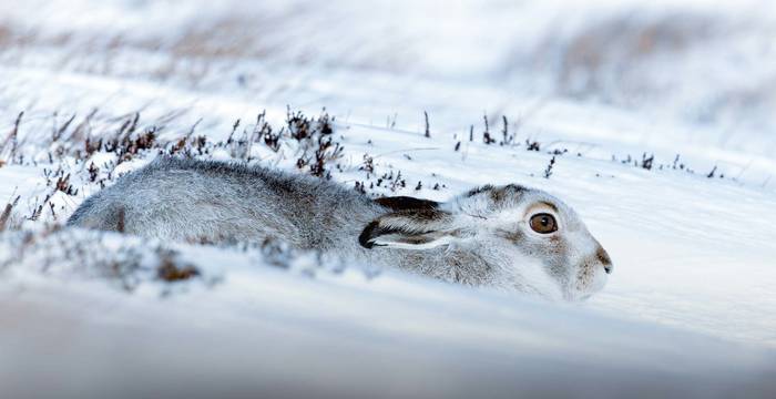 Le lièvre variable ne peut résister aux rigueurs de l’hiver en montagne qu’en économisant ses réserves d’énergie.