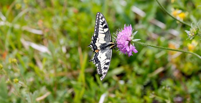 Le machaon, animal de l'année 2003