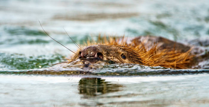 Schwimmender Biber im Wasser