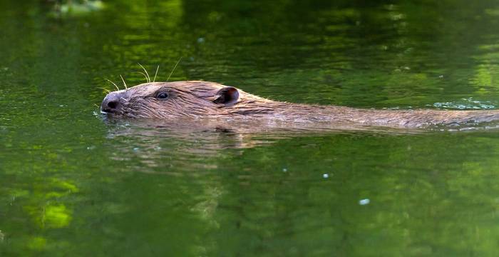 Biber im See