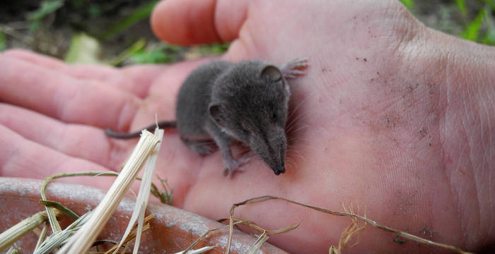 Gerettete Spitzmaus auf einer Hand