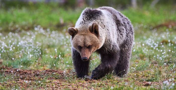 Braunbär am Rand eines Moores