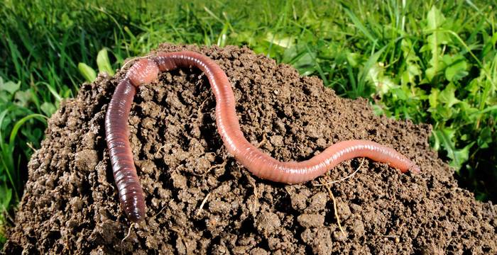 Das stark pigmentiere Vorderteil eines Lumbricus terrestris