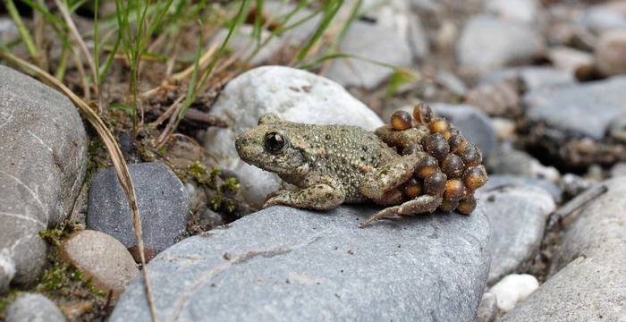 Le crapaud accoucheur est l'animal de l'année 2013