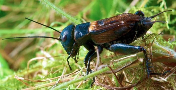 Le grillon champêtre est l'animal de l'année 2014