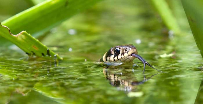 La natrice dal collare è l'animale dell’anno 2015