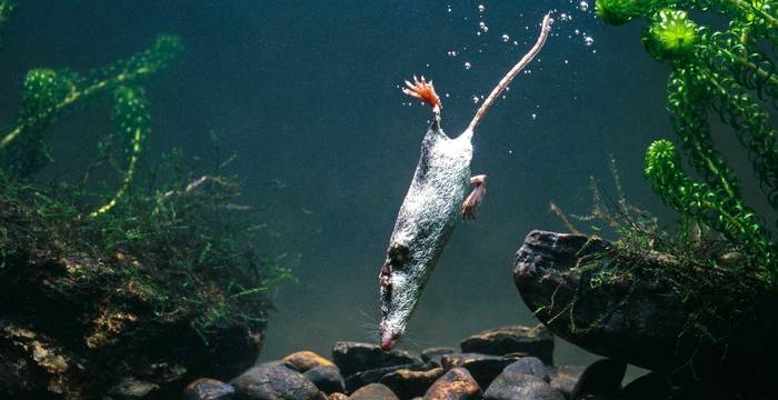 Wasserspitzmaus auf Tauchgang.