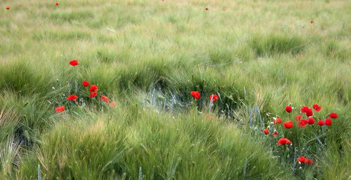 Coquelicots dans un champ de céréales