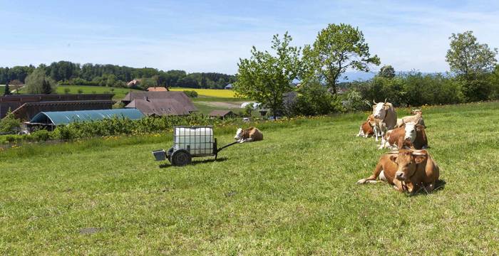 Des vaches au champ