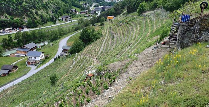 Gelb blühendes Leinkraut in einem Walliser Weinberg